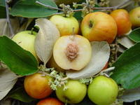 Jujube ou pomme-surette aux Antilles © F. Le Bellec, Cirad